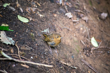 Baby Robin resting on a woodland bank in Cornwall UK