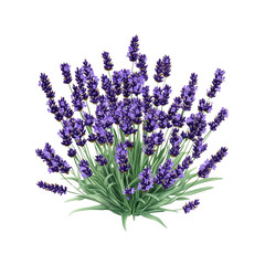 Lush Lavender Bush with Purple Flowers