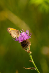 Gatekeeper Butterfly on Thistle Flower head