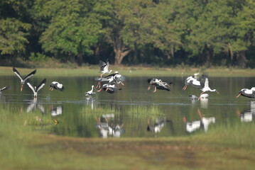 A serene scene of a group of storks in flight and resting on the calm surface of a wetland, their graceful movements captured against a backdrop of lush green trees. The birds’ reflections shimmer on 