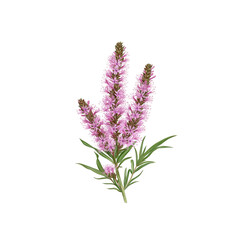 Close-up of Purple Loosestrife Flowers