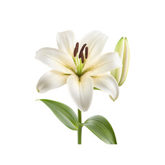 White Lily Flower Isolated on White Background