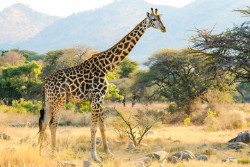 Obraz premium A large giraffe in a Africa National Park