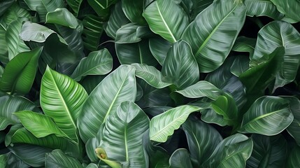Obraz premium A dense arrangement of lush green leaves creating a vibrant natural texture.