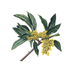 Branch of Yellow Flowers with Green Leaves