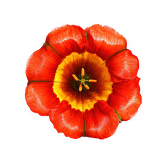 Red and Yellow Flower with White Background
