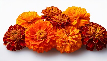 Orange and red marigold flowers isolated on transparent background. Chinese mid autumn festival or toran Indian traditional Diwali decoration. Symbol of mexican holiday