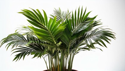 Modern indoor plant isolate on transparency background