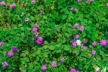 Vibrant purple and white flowers amidst lush green leaves, a natural background with rich flora