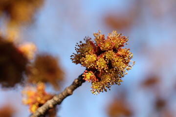 Des magnifiques fleurs d'érable jaunes à rouges se déploient