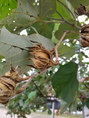 Close-up of dried seed pods on a tree branch with large green leaves in the background, capturing a natural, organic scene.