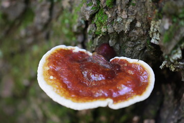 Magnifique champignon, le Ganoderma brillant, Ganoderma lucidum