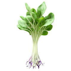 Obraz premium Kohlrabi microgreens Brassica oleracea var gongylodes crisp green leaves with purple veins neatly arranged Microgreen