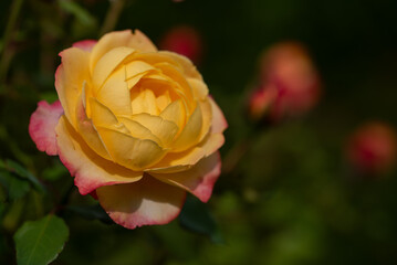 Piękne róże w jesiennym ogrodzie. © Elżbieta Kaps