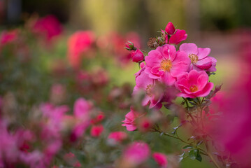 Piękne róże w jesiennym ogrodzie. © Elżbieta Kaps
