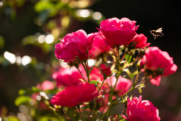 Piękne róże w jesiennym ogrodzie. © Elżbieta Kaps