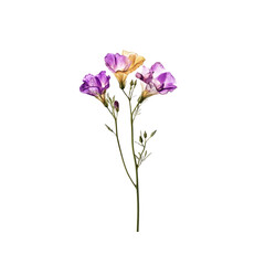 Obraz premium Delicate Purple and Yellow Flowers on a White Background