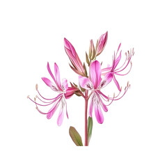 Obraz premium Pink and White Flower with Delicate Petals
