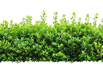 Obraz premium Green Bush Background. Isolated White Shrub for Garden or Plant Hedge