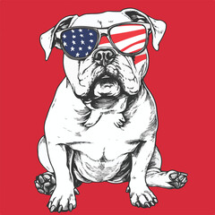 American Bulldog wearing american flag & sunglasses background in american flag a simple vector illustration
