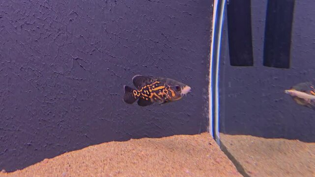 Peixe carnivoro oscar red tiger comendo outro peixe no aquario, 