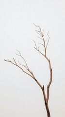 Fototapeta premium A tree branch against a white background, emphasizing minimalism and natural simplicity