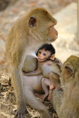 A baby macaque sucks milk from a mother monkey at Chong Krachok Mountain Prachuap Khiri Khan, Thailand 