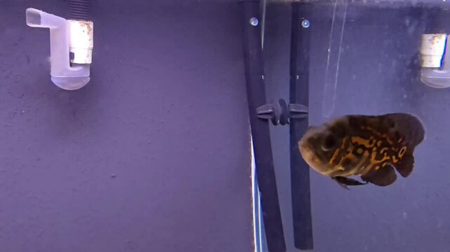 Peixe carnivoro oscar red tiger comendo outro peixe no aquario, 