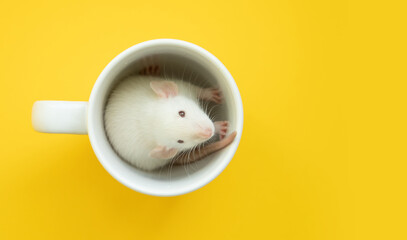 Funny cute mouse sitting in a cup
