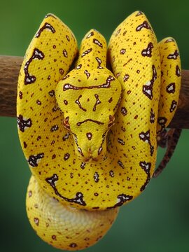 snake green tree phyton in the grass