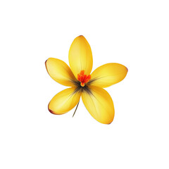 Naklejka premium Single Yellow Crocus Flower Isolated on White Background