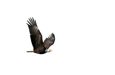 Bald Eagle in Flight Close-up - transparent