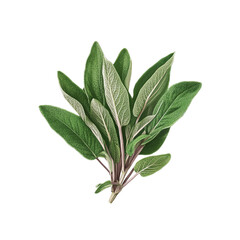 Fresh Sage Leaves