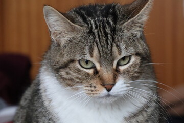 Female European domestic cat