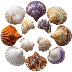 Obraz premium Sea Shells Circle Pattern on White Background., transparent background, PNG file