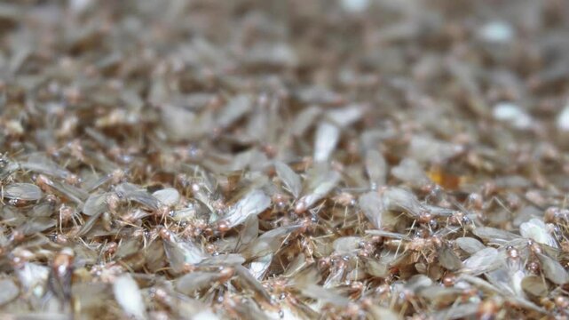 close up footage of Mayfly fly swarm or moth around night Lights, ground covered with millions of mayflies after rain. 