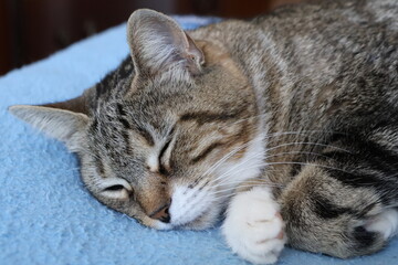 Female European domestic cat