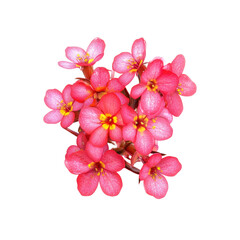 Pink Flowers with Yellow Centers