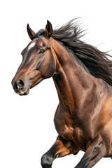 Obraz premium Brown Horse with White Mark on Forehead Running Isolated on White Background., transparent background, PNG file