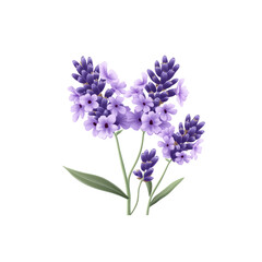 Naklejka premium Blooming Lavender Flowers