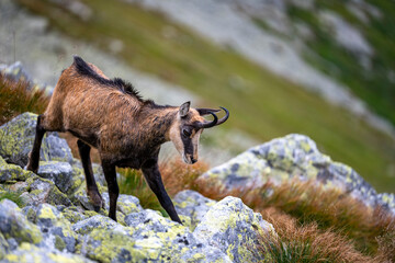 The Tatra Chamois, Rupicapra rupicapra tatrica. A chamois in its natural habitat in the Tatra Mountains.