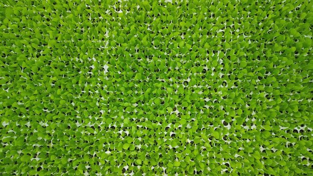 drone, agricoltura, coltivazione di piccole piante di kiwi
