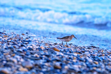 dunlin bird on a pebble beach 
