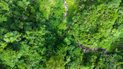 mountain river flows in the tropical jungle aerial view