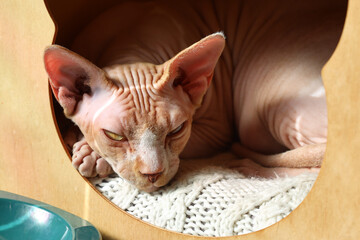 A close-up shot of a hairless cat resting inside a cardboard box