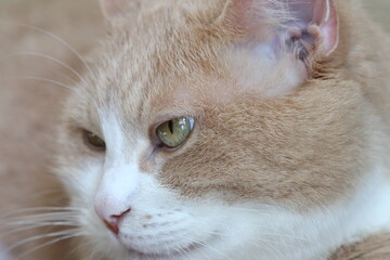 Close-up portrait of a cat with striking green eyes