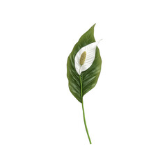 Single Peace Lily Flower with Green Leaf on White Background