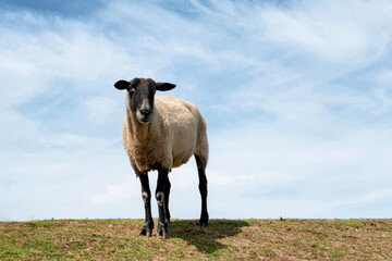 Suffolk sheep with black face, ears, and legs that are all free of wool