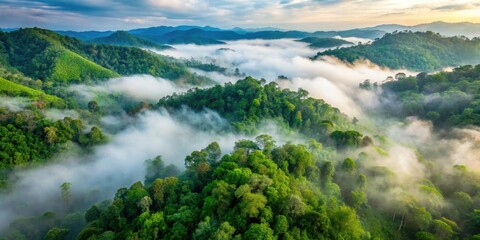 Aerial view of lush green forest with fog in Nan province, Thailand, trees, aerial, top view, rainforest