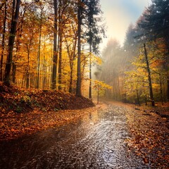 A path winds through an autumnal forest, rain gently falling and leaves blanketing the ground.
